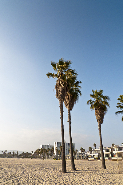 La playa de Venice Beach alberga palmeras, los Angeles California