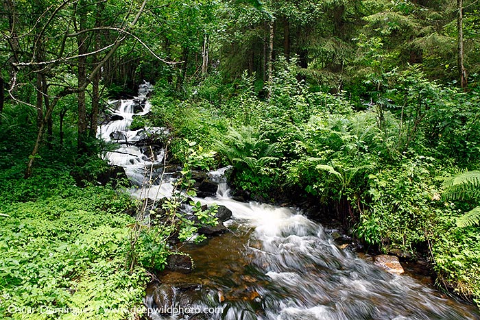 Bosque, rio, camino de nidaros, noruega
