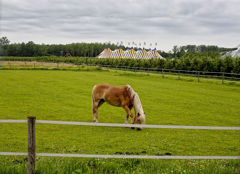 Caballo en Rock Werchter Un caballo pasta en la campiña de Rock Werchter, Bélgica